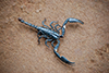 Hetrometrus -- Giant forest scorpion