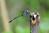 Blue darner dragonfly