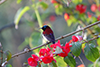 Crimson backed sunbird