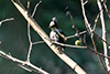 Heart-spotted woodpecker