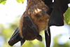 'Flying fox' fruit bat