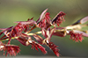 Bulbophyllum tremulum
