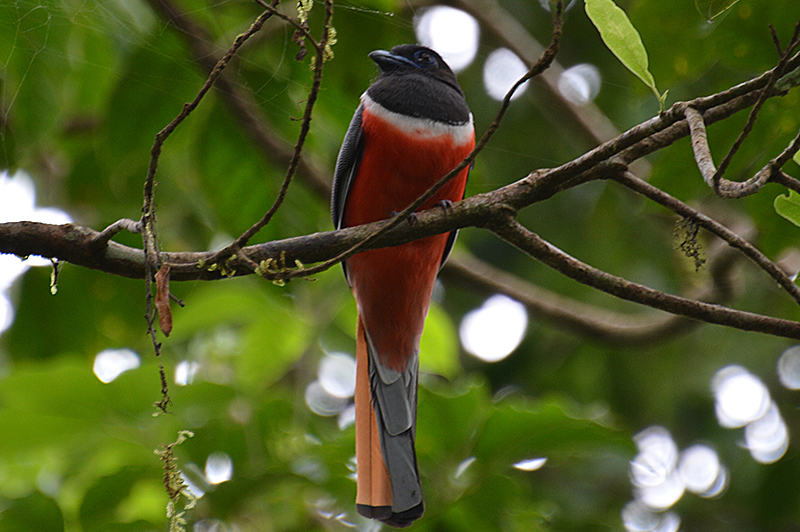picture of Trogon