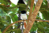 Paradise flycatcher female