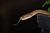 Ceylon cat snake