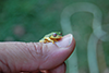 Raorchestes glandulosa bush frog