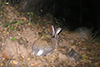Black-naped hare
