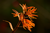Dendrobium jerdonianum